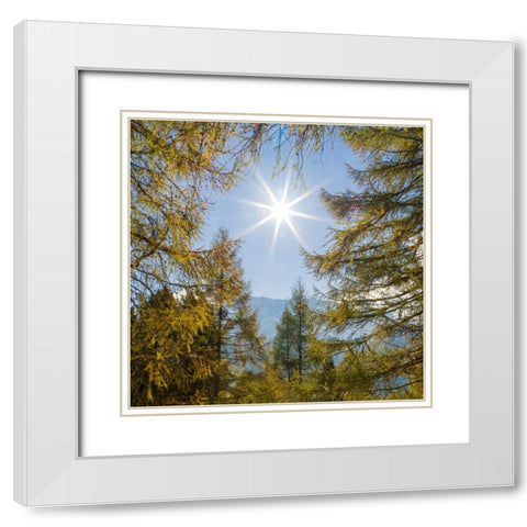 Mountain forest with European Larch-Larix decidua-in the dolomites of South Tyrol-Alto Adige in the White Modern Wood Framed Art Print with Double Matting by Zwick, Martin