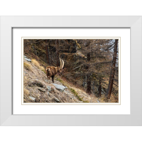 Alpine ibex-capra ibex-Valsavarenche-Gran Paradiso National Park-Aosta Valley-Italy White Modern Wood Framed Art Print with Double Matting by Pitamitz, Sergio