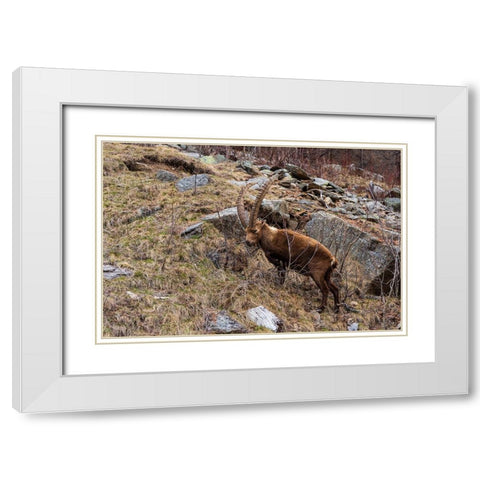 Alpine ibex-capra ibex-Valsavarenche-Gran Paradiso National Park-Aosta Valley-Italy White Modern Wood Framed Art Print with Double Matting by Pitamitz, Sergio