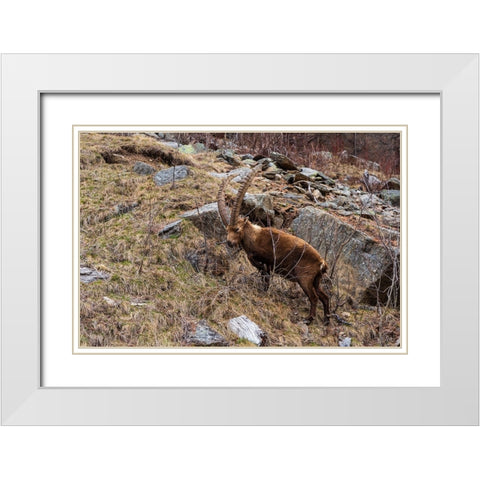 Alpine ibex-capra ibex-Valsavarenche-Gran Paradiso National Park-Aosta Valley-Italy White Modern Wood Framed Art Print with Double Matting by Pitamitz, Sergio