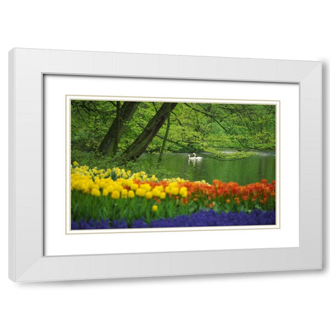 Netherlands, Lisse White swans on pond in spring White Modern Wood Framed Art Print with Double Matting by Satushek, Steve