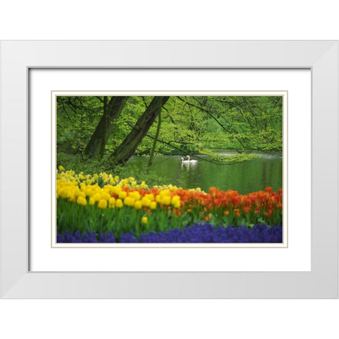 Netherlands, Lisse White swans on pond in spring White Modern Wood Framed Art Print with Double Matting by Satushek, Steve