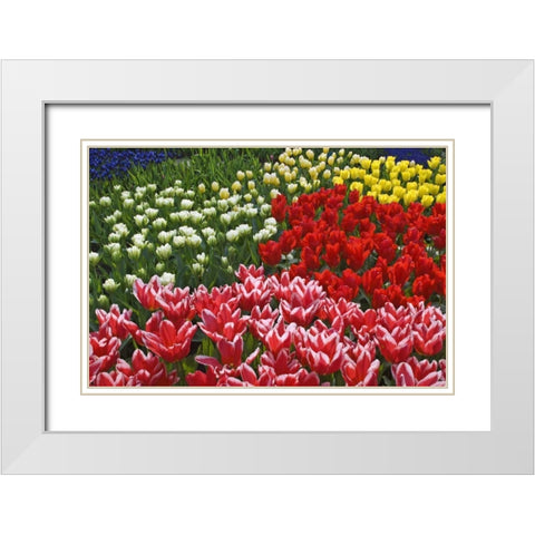 Netherlands, Lisse Tulips and other flowers White Modern Wood Framed Art Print with Double Matting by Flaherty, Dennis