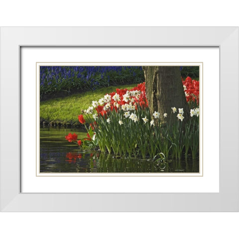 Netherlands, Lisse Flowers by ponds edge White Modern Wood Framed Art Print with Double Matting by Flaherty, Dennis