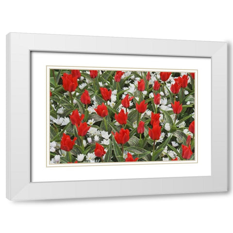 Netherlands, Lisse Tulips and other flowers White Modern Wood Framed Art Print with Double Matting by Flaherty, Dennis