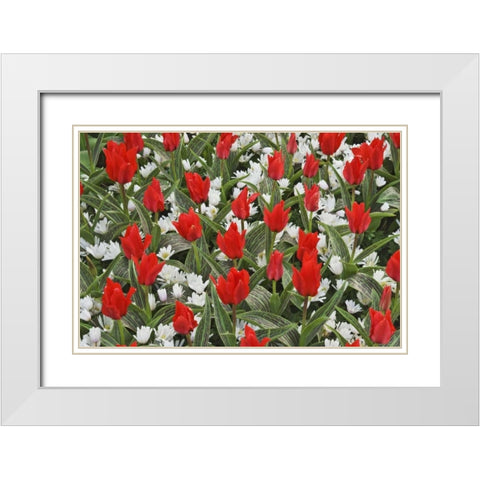 Netherlands, Lisse Tulips and other flowers White Modern Wood Framed Art Print with Double Matting by Flaherty, Dennis