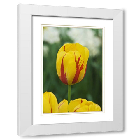 Netherlands, Lisse Tulip variety White Modern Wood Framed Art Print with Double Matting by Flaherty, Dennis