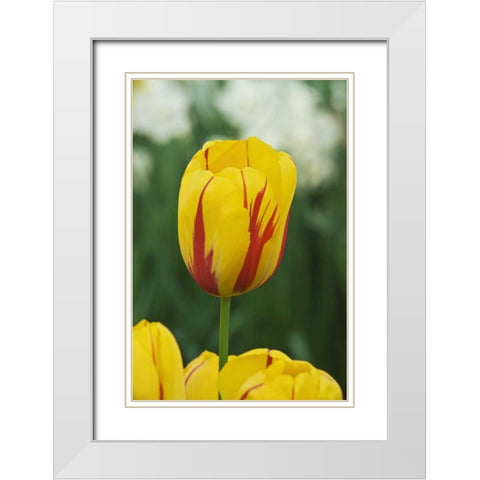 Netherlands, Lisse Tulip variety White Modern Wood Framed Art Print with Double Matting by Flaherty, Dennis