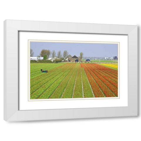 Netherlands, Lisse Tulip farm flower fields White Modern Wood Framed Art Print with Double Matting by Flaherty, Dennis