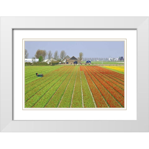 Netherlands, Lisse Tulip farm flower fields White Modern Wood Framed Art Print with Double Matting by Flaherty, Dennis