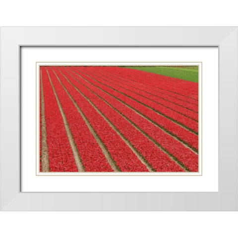 Netherlands, Lisse Red tulips on a flower farm White Modern Wood Framed Art Print with Double Matting by Flaherty, Dennis