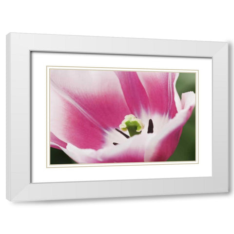 Holland, Lisse, Close up of a pink tulip White Modern Wood Framed Art Print with Double Matting by Flaherty, Dennis