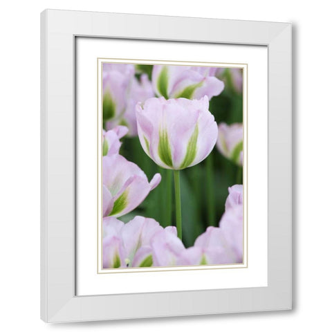 Holland, Lisse, Close up of pink tulips White Modern Wood Framed Art Print with Double Matting by Flaherty, Dennis