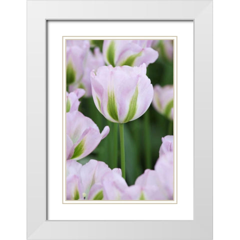 Holland, Lisse, Close up of pink tulips White Modern Wood Framed Art Print with Double Matting by Flaherty, Dennis