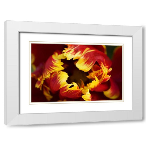 Europe, Netherlands, Lisse Parrot tulip close-up White Modern Wood Framed Art Print with Double Matting by Bush, Marie