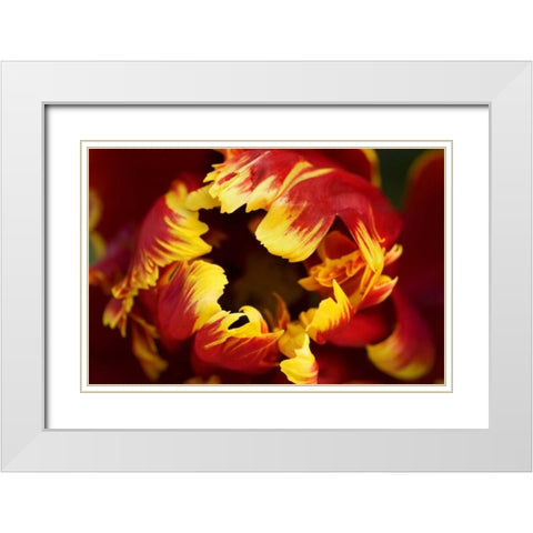 Europe, Netherlands, Lisse Parrot tulip close-up White Modern Wood Framed Art Print with Double Matting by Bush, Marie