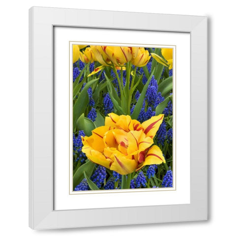 Netherlands, Lisse Tulips and grape hyacinth White Modern Wood Framed Art Print with Double Matting by Bush, Marie