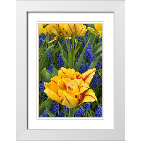 Netherlands, Lisse Tulips and grape hyacinth White Modern Wood Framed Art Print with Double Matting by Bush, Marie