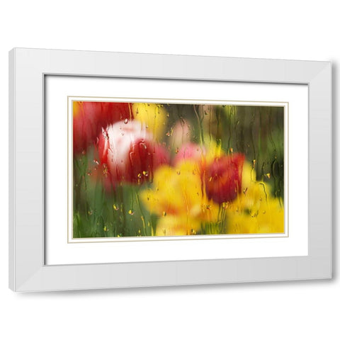 Europe, Netherlands Tulips through a wet window White Modern Wood Framed Art Print with Double Matting by Bush, Marie