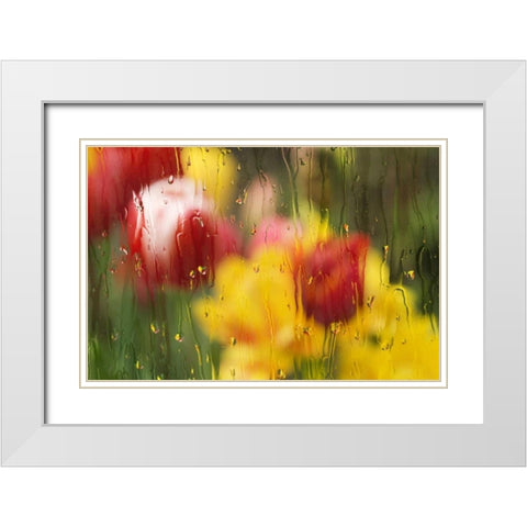 Europe, Netherlands Tulips through a wet window White Modern Wood Framed Art Print with Double Matting by Bush, Marie