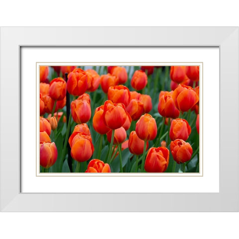 Netherlands-Holland Orange tulips at Keukenhof Gardens  White Modern Wood Framed Art Print with Double Matting by Jaynes Gallery