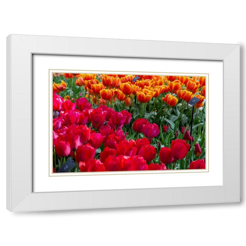 Netherlands Red tulips at Keukenhof Gardens  White Modern Wood Framed Art Print with Double Matting by Jaynes Gallery