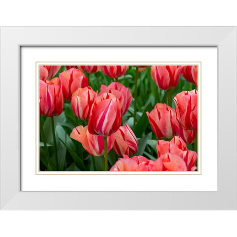 Netherlands-Holland Pink tulips at Keukenhof Gardens  White Modern Wood Framed Art Print with Double Matting by Jaynes Gallery