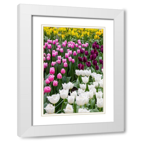 Netherlands-Holland Tulip display at Keukenhof Gardens  White Modern Wood Framed Art Print with Double Matting by Jaynes Gallery