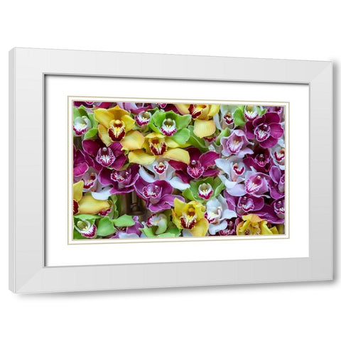 Netherlands Orchids on display at Keukenhof Gardens  White Modern Wood Framed Art Print with Double Matting by Jaynes Gallery