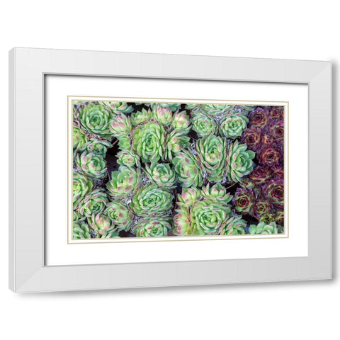 Netherlands-Amsterdam Close-up of succulents  White Modern Wood Framed Art Print with Double Matting by Jaynes Gallery