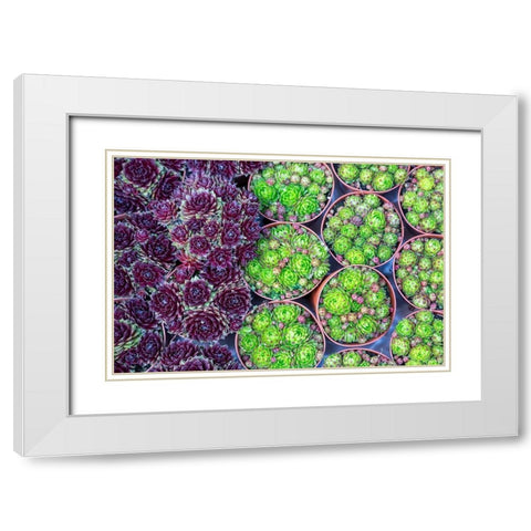Netherlands-Amsterdam Close-up of succulents  White Modern Wood Framed Art Print with Double Matting by Jaynes Gallery