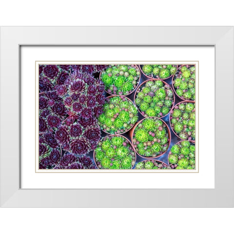 Netherlands-Amsterdam Close-up of succulents  White Modern Wood Framed Art Print with Double Matting by Jaynes Gallery
