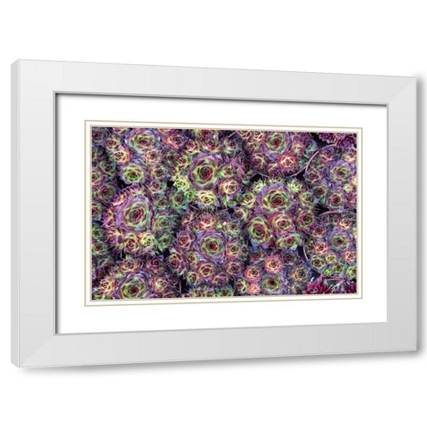 Netherlands-Amsterdam Close-up of succulents  White Modern Wood Framed Art Print with Double Matting by Jaynes Gallery