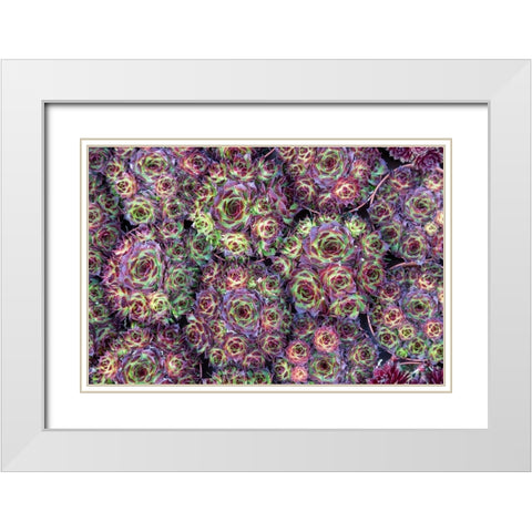 Netherlands-Amsterdam Close-up of succulents  White Modern Wood Framed Art Print with Double Matting by Jaynes Gallery