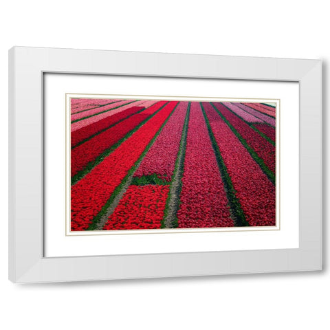 Europe-The Netherlands-Tulip field in the Beemster area White Modern Wood Framed Art Print with Double Matting by Jaynes Gallery