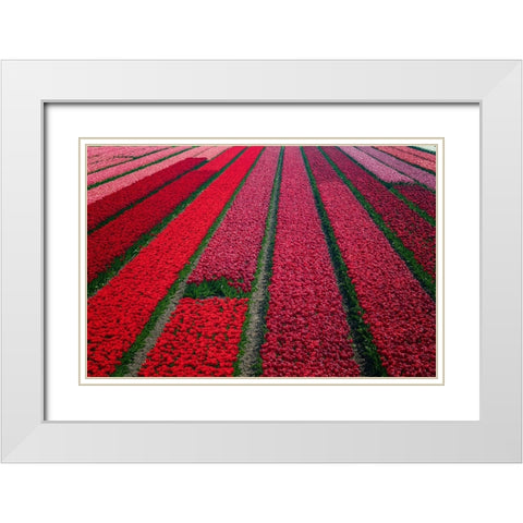 Europe-The Netherlands-Tulip field in the Beemster area White Modern Wood Framed Art Print with Double Matting by Jaynes Gallery