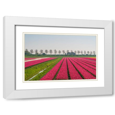 Europe-The Netherlands-Tulip field in the Beemster area White Modern Wood Framed Art Print with Double Matting by Jaynes Gallery