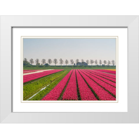 Europe-The Netherlands-Tulip field in the Beemster area White Modern Wood Framed Art Print with Double Matting by Jaynes Gallery