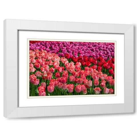 Europe-The Netherlands-Lisse-Close-up of blooming pink tulips in Keukenhof Gardens White Modern Wood Framed Art Print with Double Matting by Jaynes Gallery