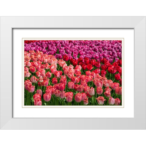 Europe-The Netherlands-Lisse-Close-up of blooming pink tulips in Keukenhof Gardens White Modern Wood Framed Art Print with Double Matting by Jaynes Gallery