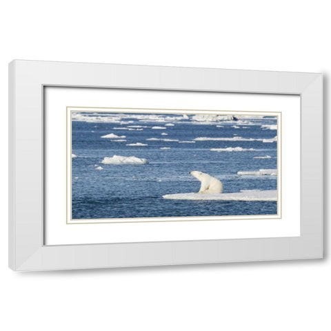 Norway, Svalbard Polar bear sitting in sun White Modern Wood Framed Art Print with Double Matting by Young, Bill