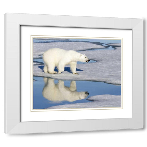 Norway, Svalbard Polar bear reflected in pool White Modern Wood Framed Art Print with Double Matting by Young, Bill