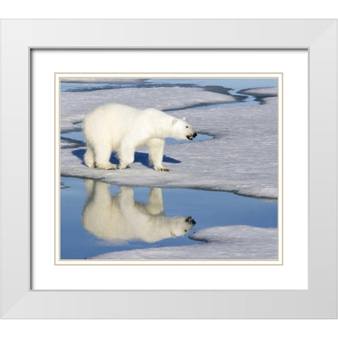 Norway, Svalbard Polar bear reflected in pool White Modern Wood Framed Art Print with Double Matting by Young, Bill