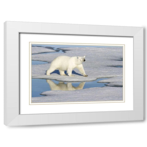 Norway, Svalbard Polar bear reflected in pool White Modern Wood Framed Art Print with Double Matting by Young, Bill