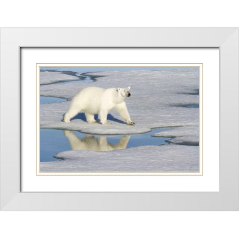 Norway, Svalbard Polar bear reflected in pool White Modern Wood Framed Art Print with Double Matting by Young, Bill