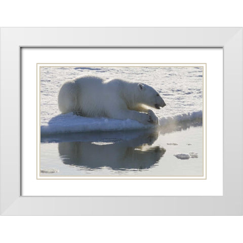 Norway, Svalbard Polar bear backlit as it sits White Modern Wood Framed Art Print with Double Matting by Young, Bill