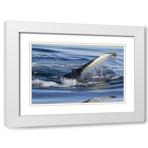 Norway, Svalbard Humpback whale tailfin breeches White Modern Wood Framed Art Print with Double Matting by Young, Bill