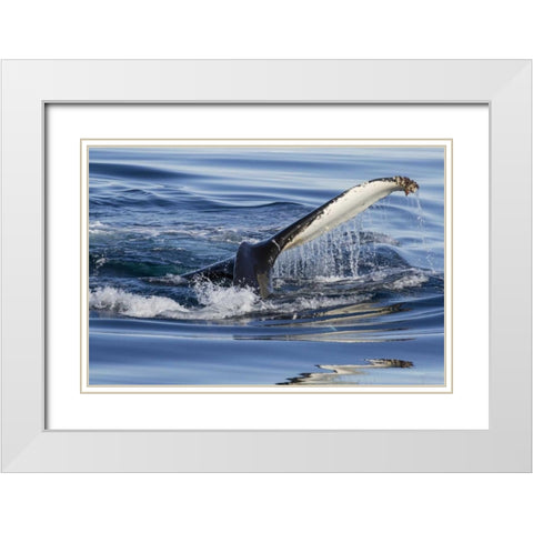 Norway, Svalbard Humpback whale tailfin breeches White Modern Wood Framed Art Print with Double Matting by Young, Bill