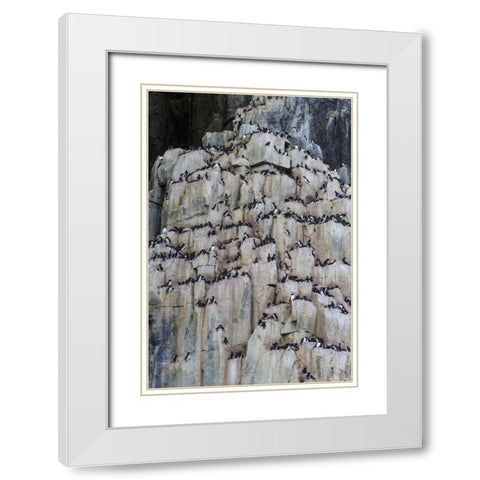 Norway, Svalbard Alkefjellet cliff bird colony White Modern Wood Framed Art Print with Double Matting by Young, Bill