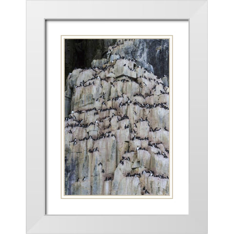 Norway, Svalbard Alkefjellet cliff bird colony White Modern Wood Framed Art Print with Double Matting by Young, Bill